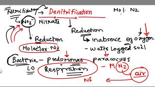 Denitrification 5 stage of Nitrogen Cycle [upl. by Fritzie]