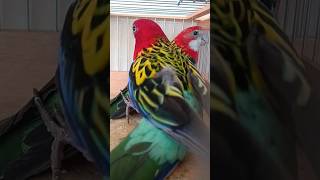 Rosella parrot  colourful bird  beautiful bird [upl. by Nnylear]