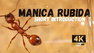 Manica rubida  A short introduction [upl. by Acisey671]