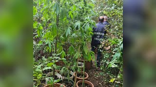 Bilancio operazioni antidroga a Caserta sequestrate 37 piante di canapa indica [upl. by Grannias]