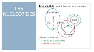 Les nucléotides [upl. by Euqinomad]