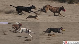 dog vs rabbit 2022  greyhound coursing  wild rabbit videos [upl. by Alleinnad]