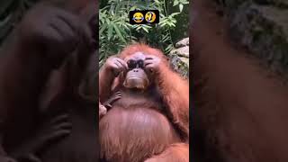 monkey and dog Hindi songBhojpuri songshort video shortvideo [upl. by Yaned]