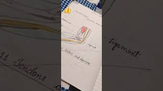 Drawing of Tendons and ligament  scienceproject connectivetissueproper biology Incredibleamy [upl. by Anined]