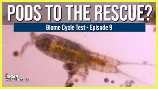 EP 9 The Best Way to Wipe Out Reef Tank Uglies Can Copepods Solve the Problem Before They Start [upl. by Wixted]