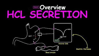 How Stomach Acid is Made HCl Secretion Simplified [upl. by Eustache]