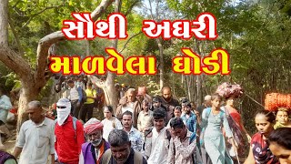 MALVELA GHODI girnarliliparikrama junagadh liliprikrama newvideo jethavakanji [upl. by Lirva]