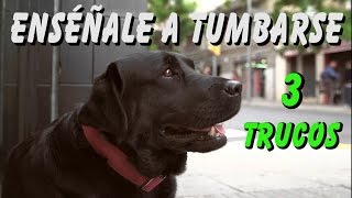 Cómo Enseñar a tu Perro a Tumbarse Adiestramiento Básico en Obediencia [upl. by Anawqahs601]