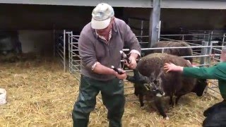 Lambing Live 2016  Cannon Hall Farm [upl. by Nolham]