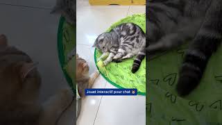 Jouet interactif pour chat amp chien [upl. by Raquela427]