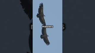 Eagle vs Vulture Who wins ytshorts birds eagles voltures facts [upl. by Eillah]