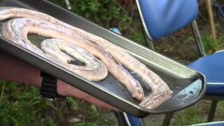 How to grill prairie rattle snake A BBQ Dragon Tutorial [upl. by Blatman]