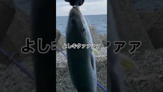 青物が釣れたと喜んだら、青物以上に高級なアレが釣れた [upl. by Proud353]