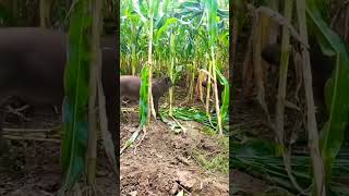 Wild boar destroying corn or maize 🌽 crops wildanimals boar dangerous [upl. by Etnoel337]