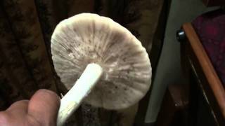 A big Umbrella Mushroom [upl. by Rabi]