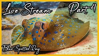 Confusing myself painting a Blue Spotted Ray Part 4 [upl. by Martino]