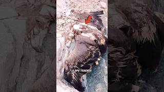 Reality Behind Dead Eagle With 20 Year Old GPS Tracker  FactChecked [upl. by Zebadiah484]