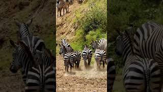 Zebras running wild and free [upl. by Itraa]