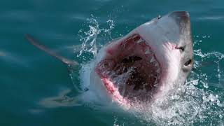 RISE OF THE GREAT WHITE SHARK  ANDY BRANDY CASAGRANDE IV  ABC4EXPLORE [upl. by Anidam721]