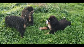 Cachorros de boyero de berna jugando 2 meses  Vlog 29 [upl. by Aehta]