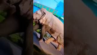 Ramlal ka Santali song elephant newmusic shortvideo vairalvideo santhalivideo newsantalivideo [upl. by Dorraj179]