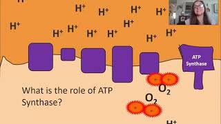 Oxidative Phosphorylation AP Biology 36 [upl. by Moshell29]