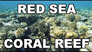 Red Sea Eilat  Coral Reef  Snorkeling [upl. by Netniuq]