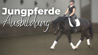 ✨ 4j Pferd korrekt ausbilden 🐴  Takt amp Losgelassenheit spielerisch erarbeiten🤓 [upl. by Winnah]