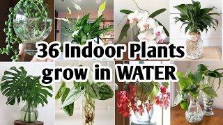 36 Indoor Plants You can grow in Water Best Indoor plants no need soil to grow Plant and Planting [upl. by Anaej]