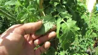 Identifying Aphids on Your Tomato Plants Clues and Inspection  TRG 2014 [upl. by Soirtemed207]