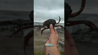 CRAB FIGHTING👀🥊Carcinus Maenas crabfightingbeachnaturecloseupviralvideoshortssubscribelike [upl. by Nireil316]