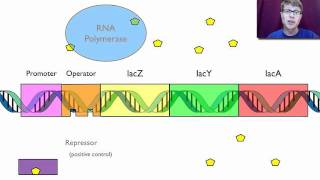 Gene Regulation [upl. by Ullund]