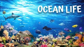 Ocean Life Documentary Unveiling the Mysteries Beneath the Waves [upl. by Suivatnod658]