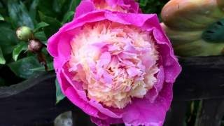 Pfingstrose Pfingst Rose Blumen Pflanze Botanische Informationen und Tipps [upl. by Anwahsat660]