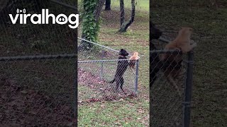 Dog Keeps Cat Contained In Yard  ViralHog [upl. by Latt364]