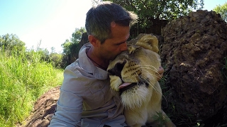 How A Lion REALLY Roars AskMeg  The Lion Whisperer [upl. by Eem]