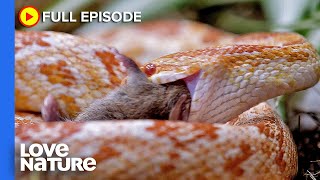 How Do Predators Find Food With Their Noses  Animal Senses Ep101 [upl. by Monarski767]