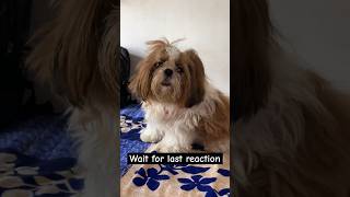 Shih tzu dog training shihtzu viral dog trending [upl. by Berkly]