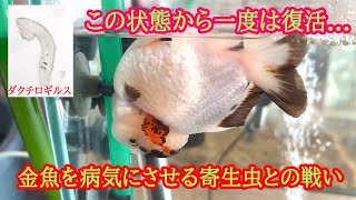 金魚の感染症・鼻上げ・突然死の原因。ダクチロギルス攻略法。（専門家＋大手企業＋個人的見解） [upl. by Dippold942]