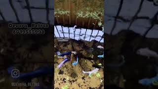 Betta female community tank all ￼strains available 🔥🔥🔥betta tranding viralvideo viralshort [upl. by Lorie]