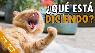 10 Tipos De Maullidos De Los Gatos Y SU SIGNIFICADO  Por Qué Mi Gato Maúlla Mucho  Gatos Maullando [upl. by Senaj710]