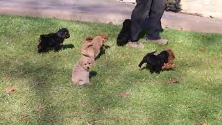 Miniature Labradoodle Puppies For Sale [upl. by Eresed]