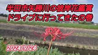 半田市矢勝川の彼岸花鑑賞ドライブに行ってきたの巻【CX5】CX5 マツダ 半田市 矢勝川 [upl. by Retla784]