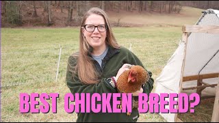 The Best Chicken Breed Why We Love Bielefelder Chickens [upl. by Chuipek]