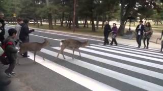 Deer in Nara crossing the street [upl. by Lecia]