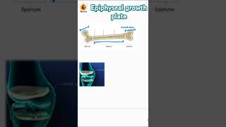 Epiphyseal growth plate  Metaphysis  Epiphysis  Diaphysis biology bones neetbiology [upl. by Lindley]