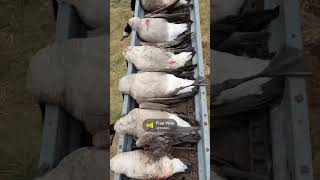 One of my favorite line videoshunting goosehunting birdhunting birdhunt birds duckhunter [upl. by Haldane]