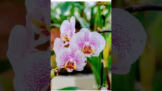 Orchids Epiphytic plants [upl. by Pallua]