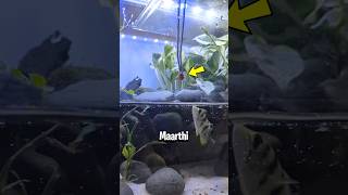 Targets for Archerfish 🎯 ytshorts [upl. by Auberta59]