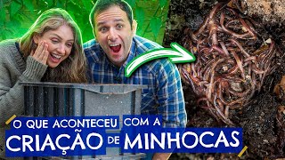 O que aconteceu com a CRIAÇÃO de MINHOCAS [upl. by Rehc]